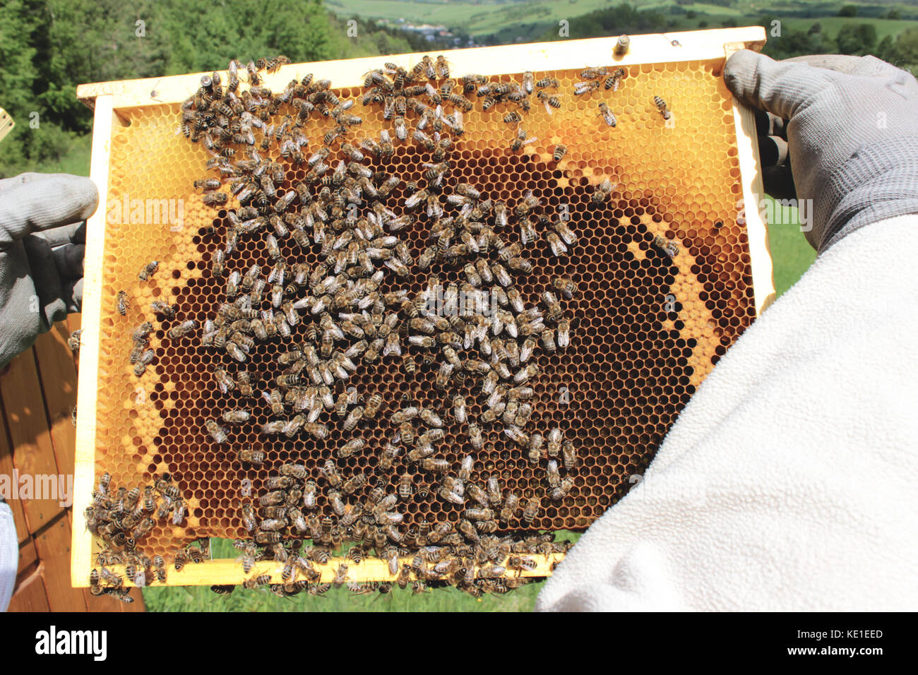 Bee farm Banque D'Images