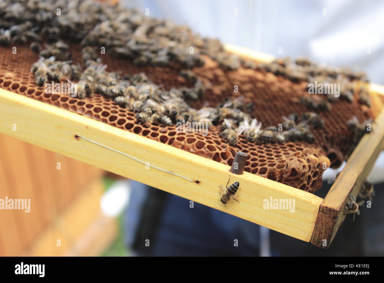 Bee farm Banque D'Images