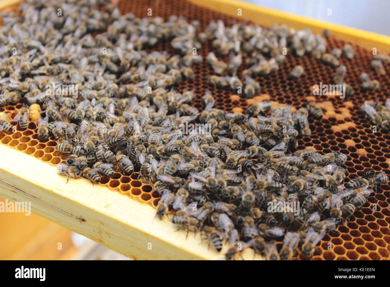 Bee farm Banque D'Images