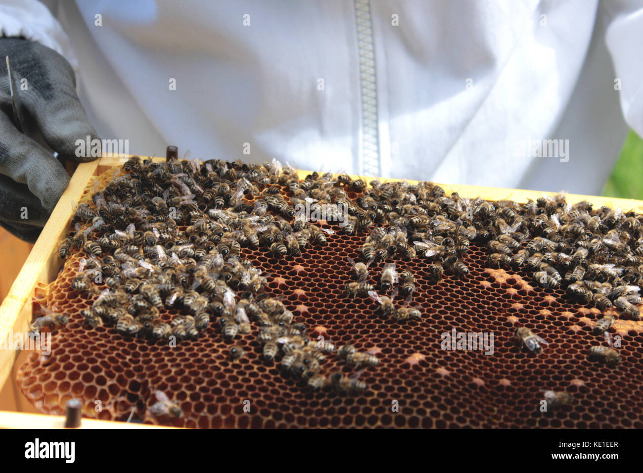 Bee farm Banque D'Images