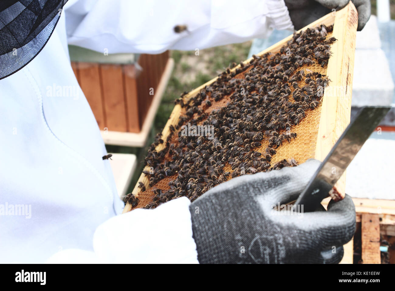 Bee farm Banque D'Images