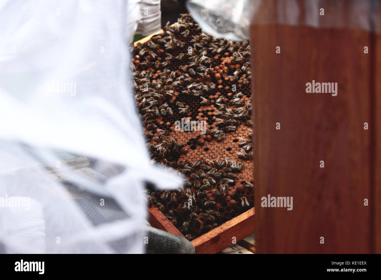 Bee farm Banque D'Images