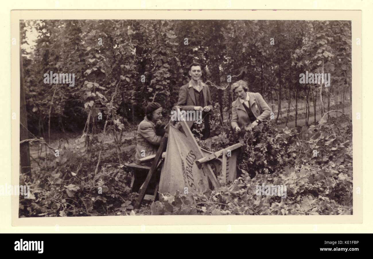 Photographie originale des années 1930 montrant des ramasseurs de houblon cueillant des houblon et les mettant dans des « bennes » ou des « berceaux » en 1936. Cette photo représente les travailleurs de la propriété Bagpuize de Kingston, près d'Abingdon, dans l'Oxfordshire (à l'époque, elle se trouvait dans le comté de Berkshire). Le jardin du houblon appartenait à la Berkshire Hop Company qui a acheté les jardins en 1936 de l'ancien propriétaire du domaine, Edward Strauss. Banque D'Images