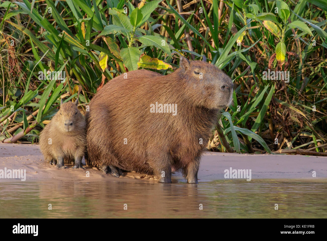 Capybara près d'une rivière dans la région de Pantanal au Brésil Banque D'Images