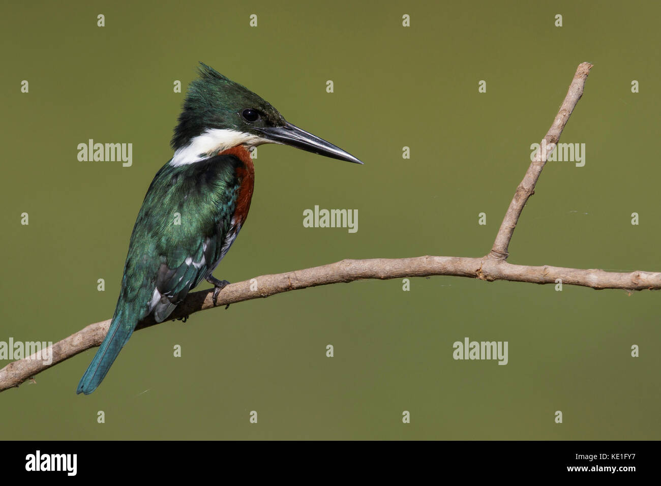 Martin-pêcheur vert (Chloroceryle americana) dans la région du Pantanal brésilien. Banque D'Images