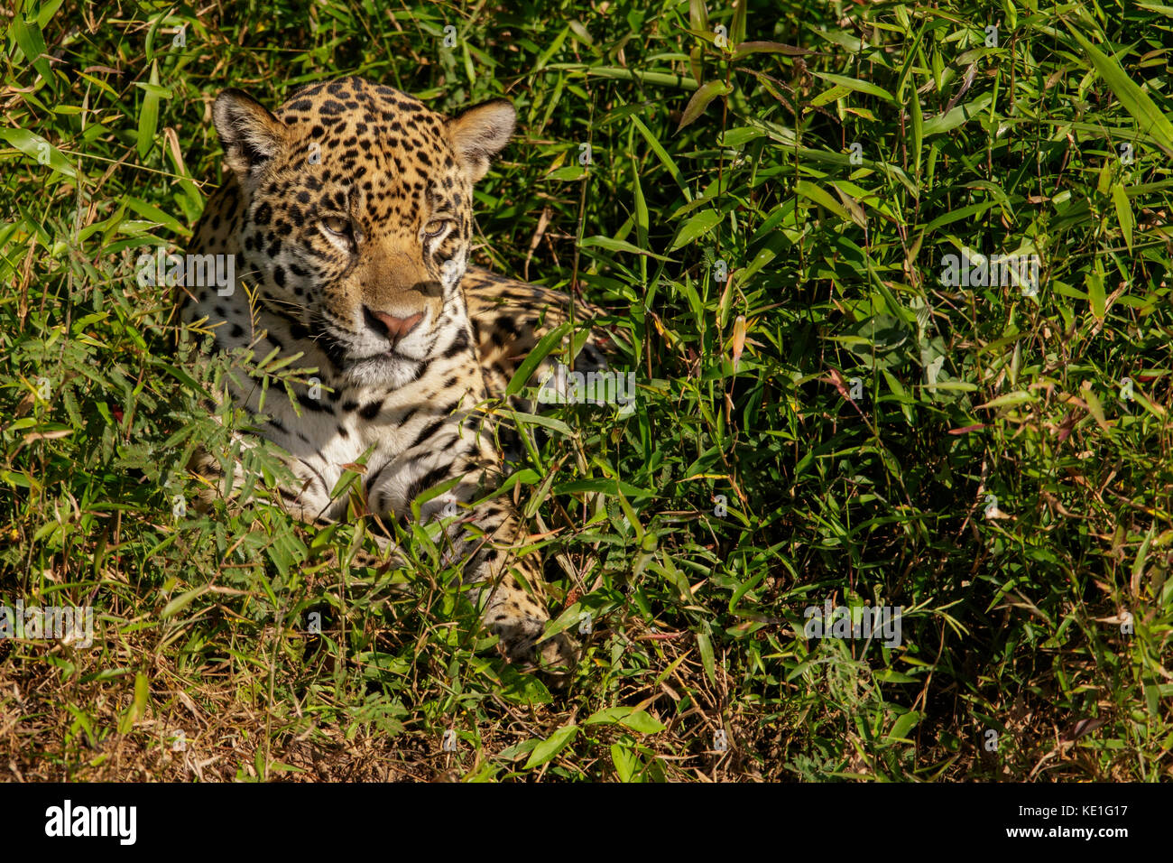 Dans la région du Pantanal Jaguar du Brésil Banque D'Images