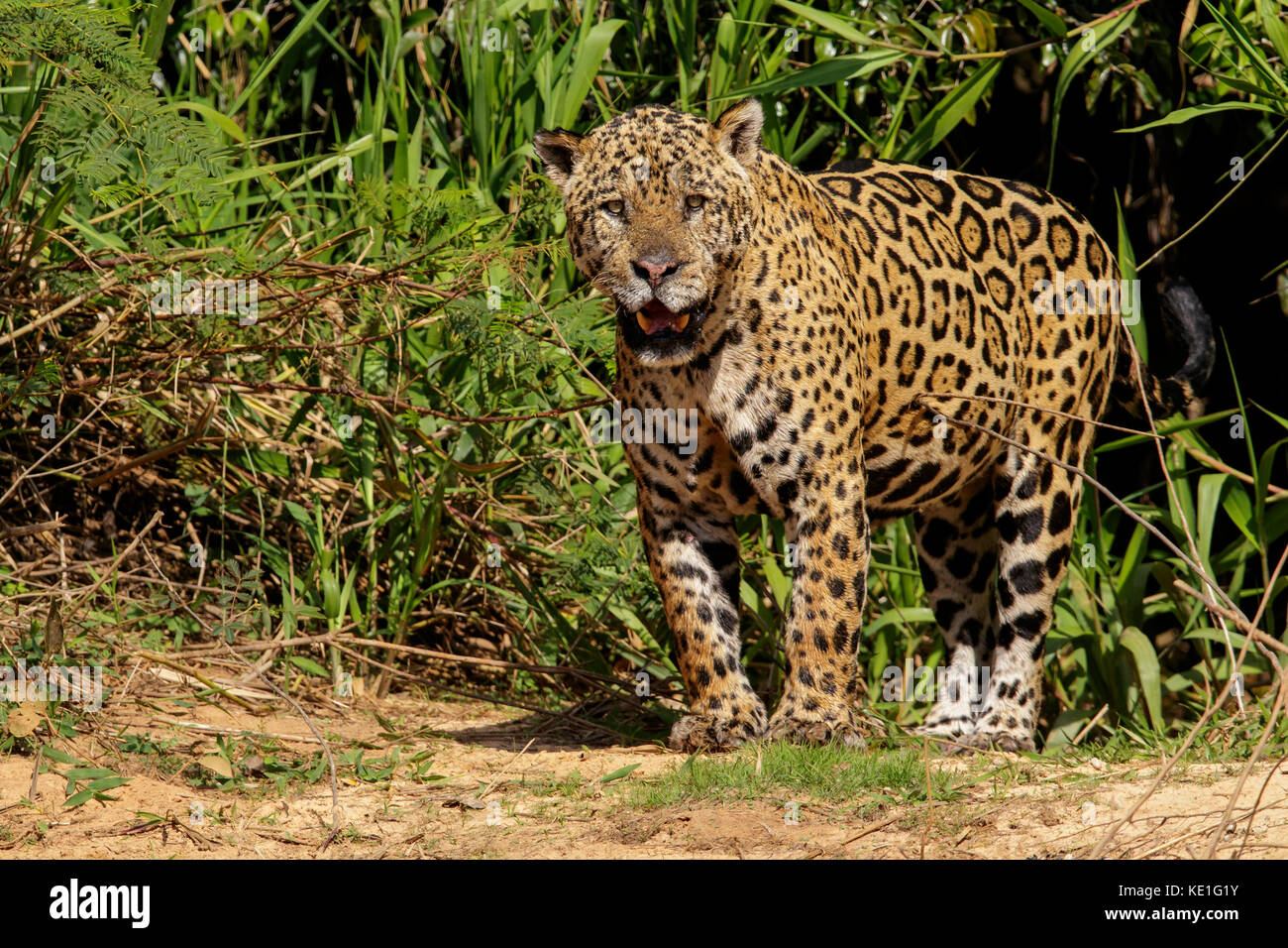 Dans la région du Pantanal Jaguar du Brésil. Banque D'Images