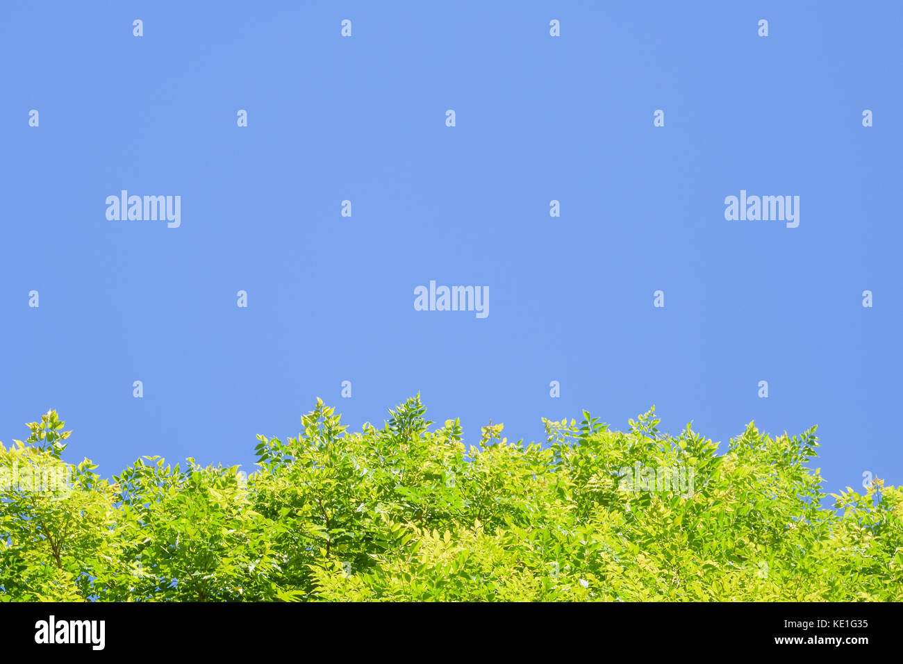 Feuilles vert brillant sur fond de ciel bleu au bas de l'image, copie l'espace en utilisant comme fond d'écran Banque D'Images