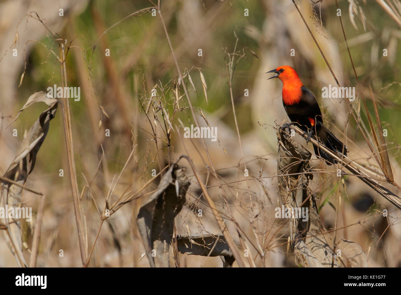 Carouge à tête rouge (Amblyramphus holosericeus) dans la région du Pantanal brésilien. Banque D'Images