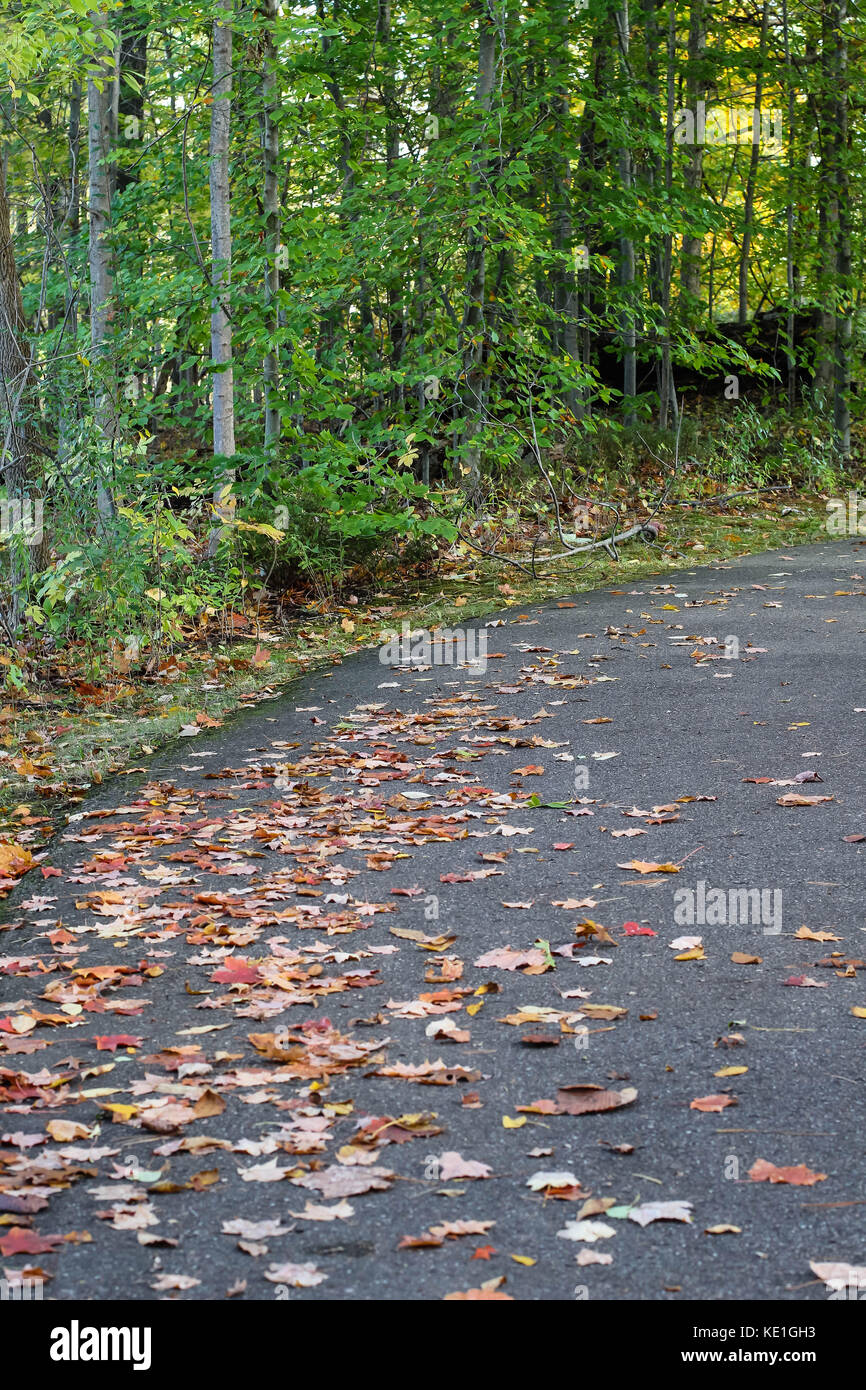 Un automne à pied avec des couleurs d'automne dans les bois Banque D'Images