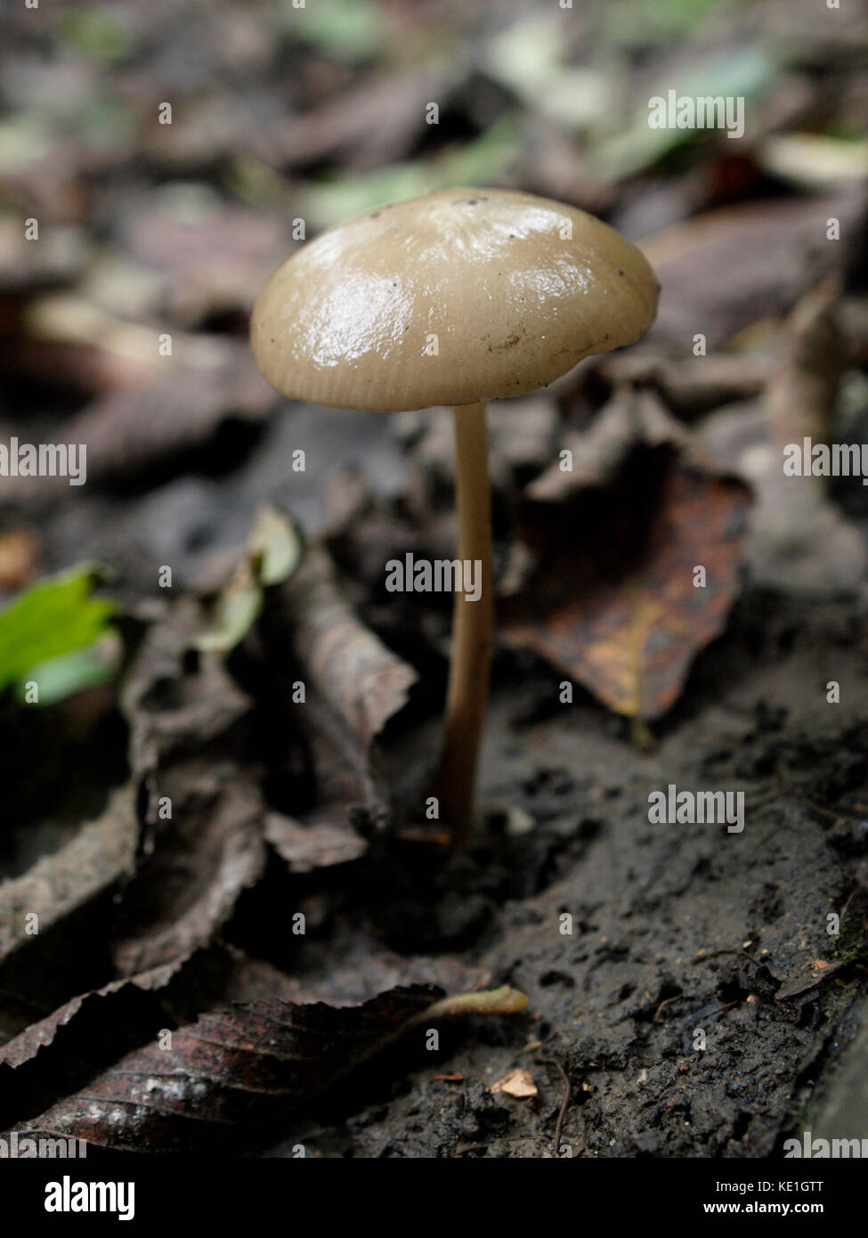 Sprucecone (strobilurus esculentus) champignons, uk Banque D'Images