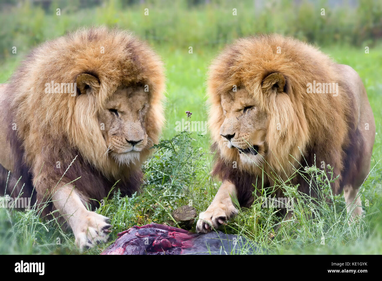 Deux jeunes mâles lions africains frère dans les prairies Banque D'Images