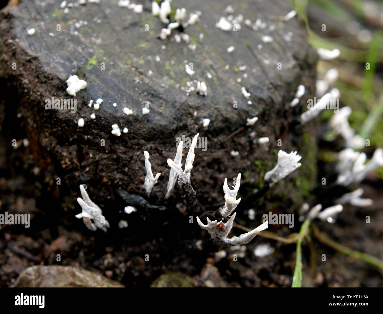 Xylaria hypoxylon, uk, noms communs chandelier, le candlesnuff champignon champignon, le bois, ou la corne de cerf champignon. Banque D'Images