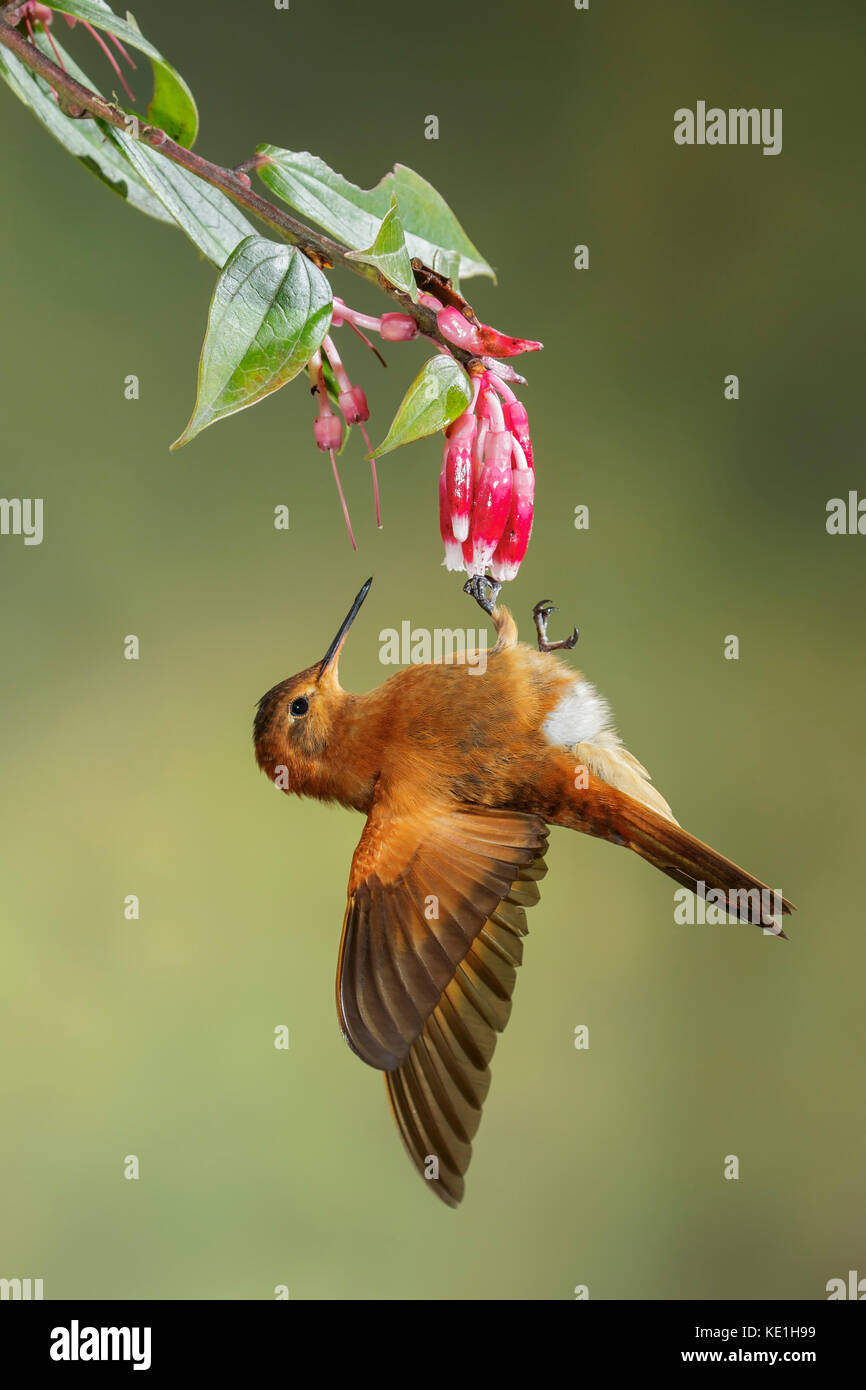 (Aglaeactis cupripennis Shining Sunbeam) voler dans les montagnes des Andes de Colombie. Banque D'Images