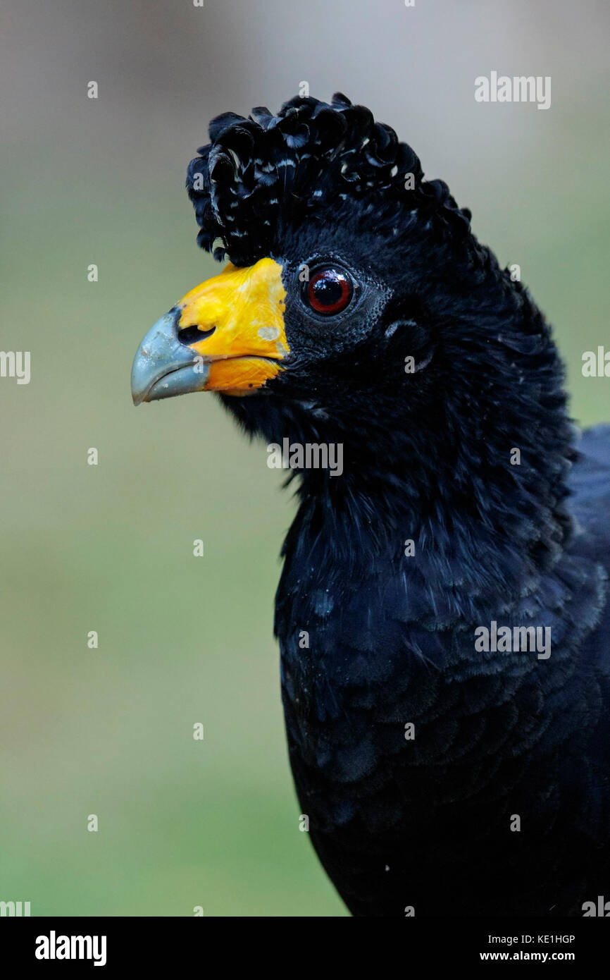 (Crax alector Black Curassow) perché sur le terrain dans la forêt tropicale de Guyane Banque D'Images