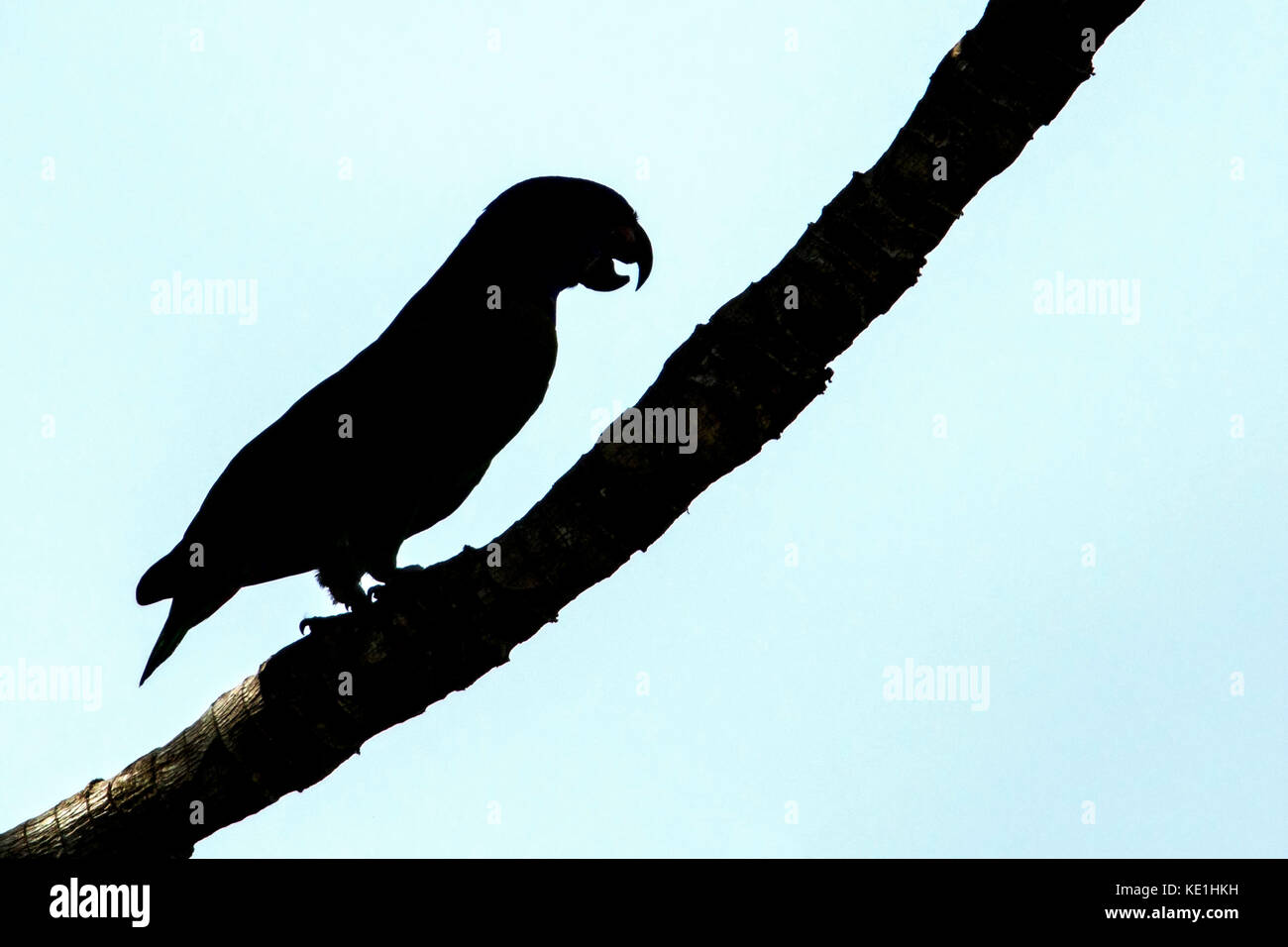 Amazone à tête bleue (Pionus menstruus) perché sur une branche dans la forêt tropicale de Guyane. Banque D'Images