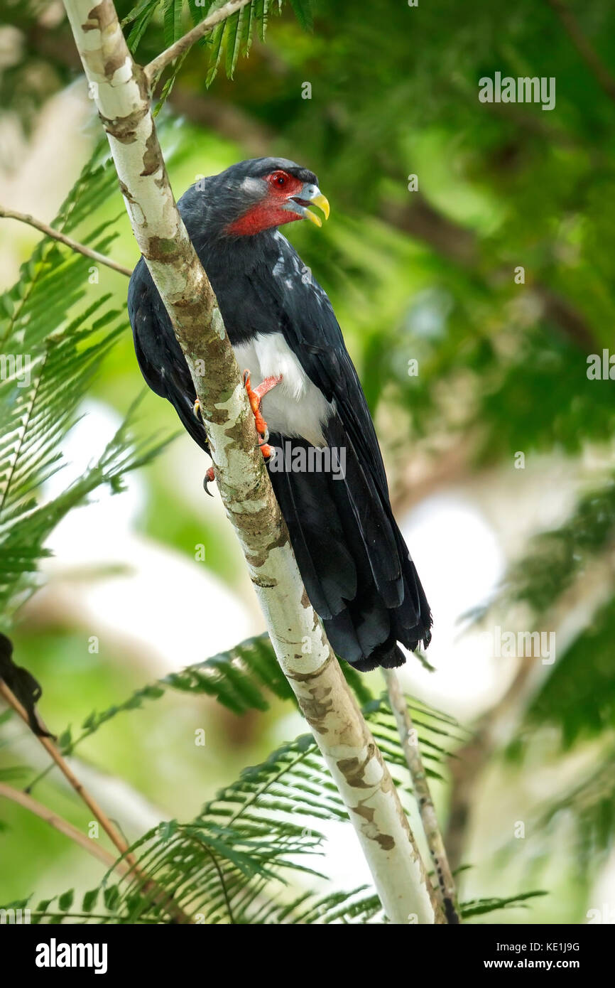 Caracara à gorge rouge (Ibycter americanus) perché sur une branche dans la forêt tropicale de Guyane. Banque D'Images