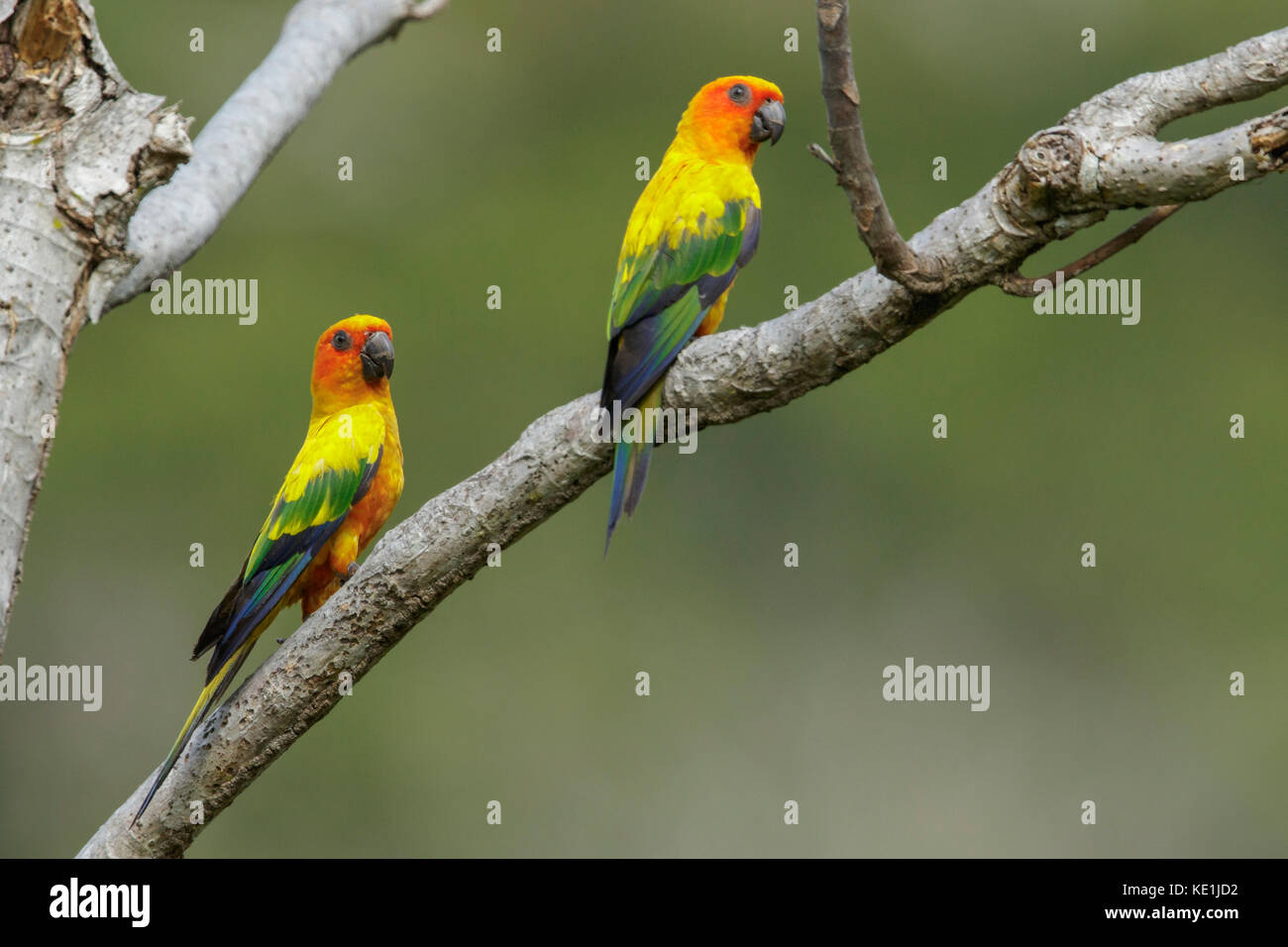 Perruche soleil (Aratinga solstitialis) perché sur une branche dans les prairies du Guyana. Banque D'Images