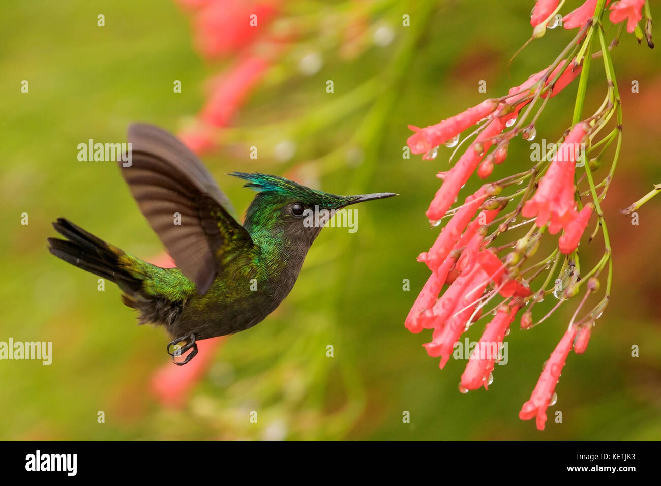 Antillean crested hummingbird (Orthorhyncus cristatus), volant et s'alimenter à une fleur sur l'île des Caraïbes de la Martinique. Banque D'Images