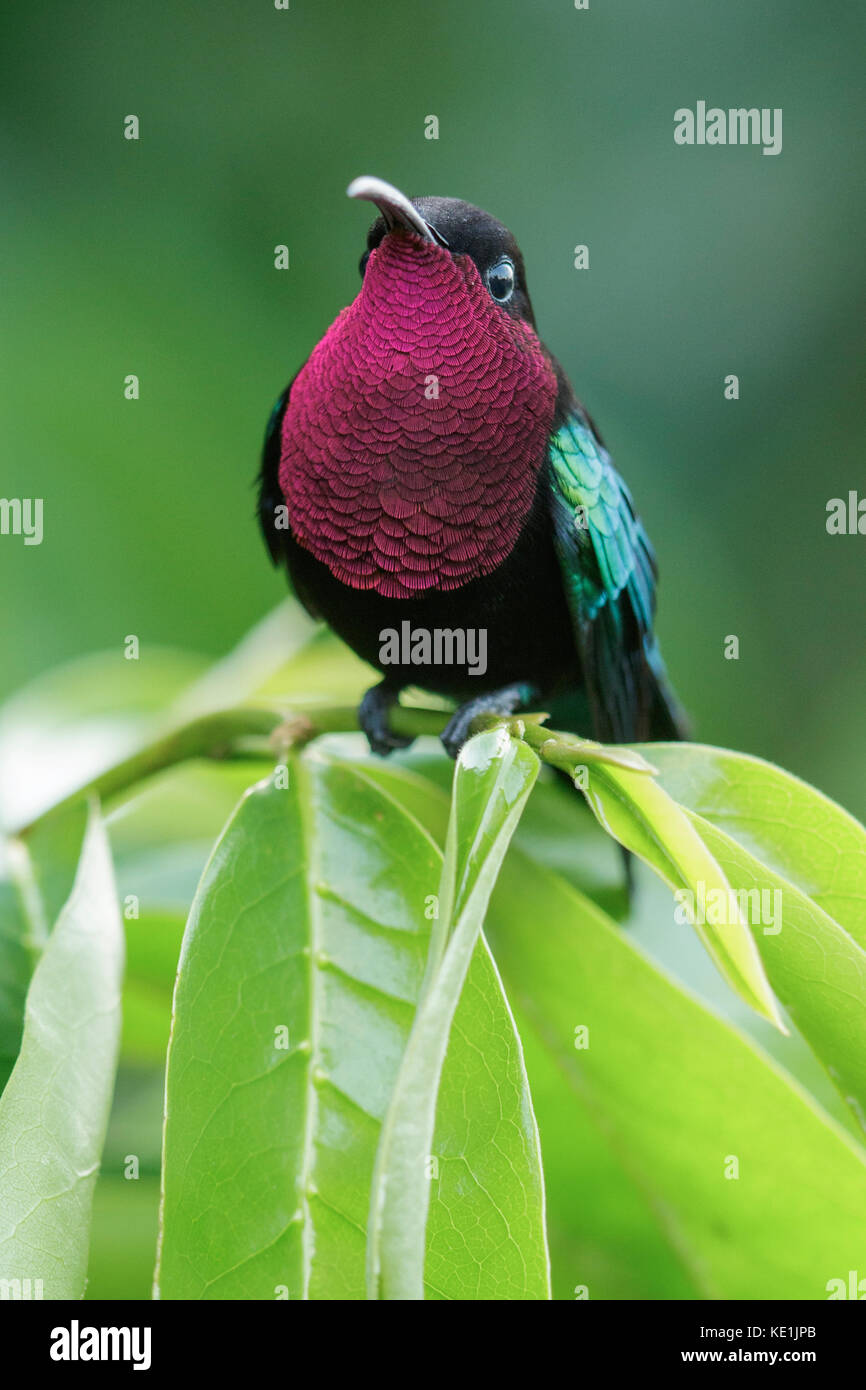 Purple-throated Carib (Eulampis jugularis) perché sur une branche sur l'île des Caraïbes de la Martinique. Banque D'Images