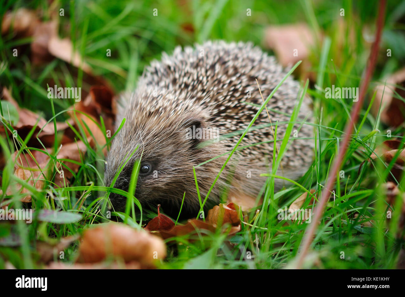 Hérisson à la citadelle, saint-jean-pied-de-port, pyrénées-atlantiques, aquitaine, france ministère Banque D'Images