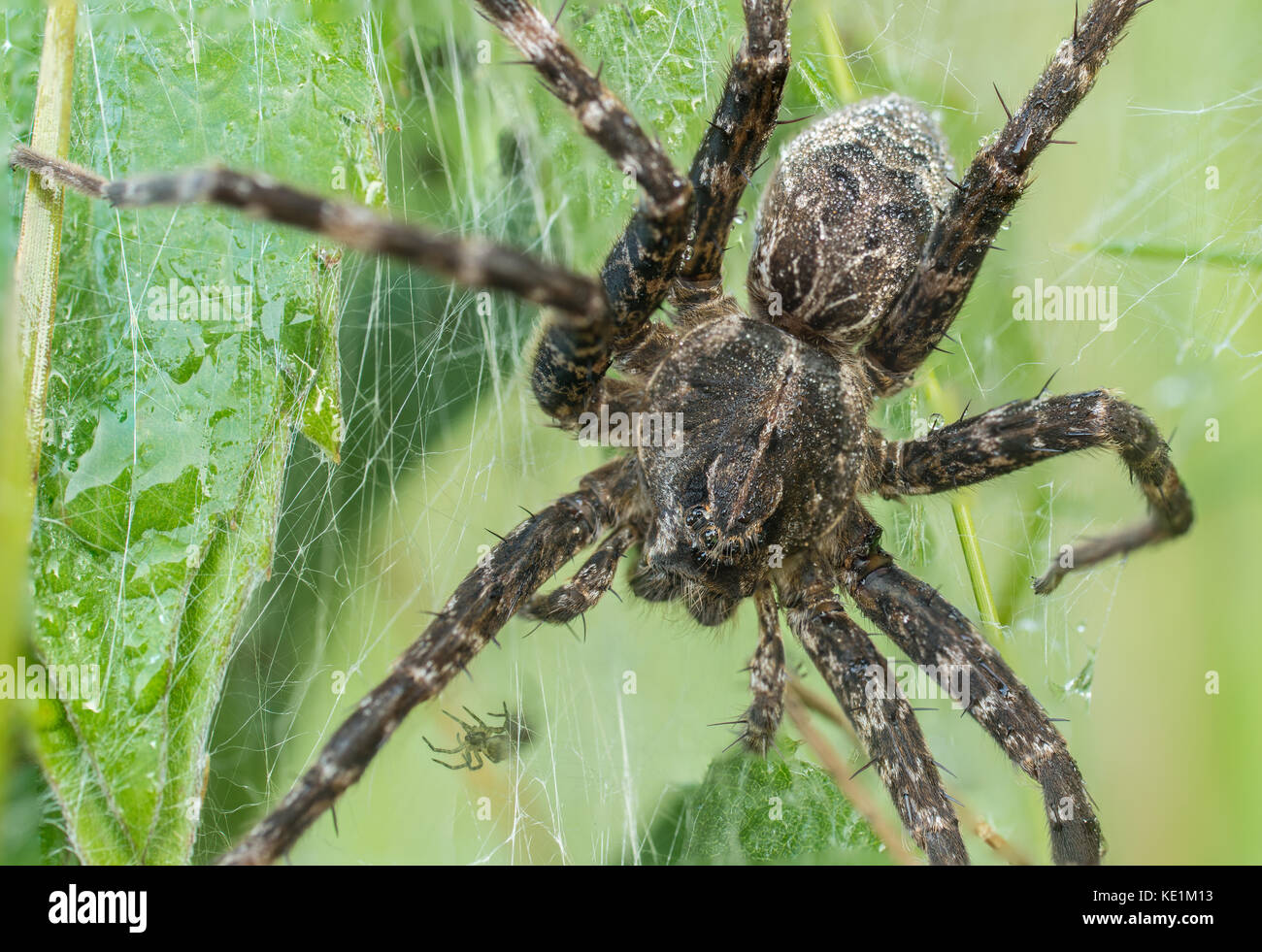 Gris Brun, spider pêche dolomedes tenebrosus, Ontario, Canada Banque D'Images