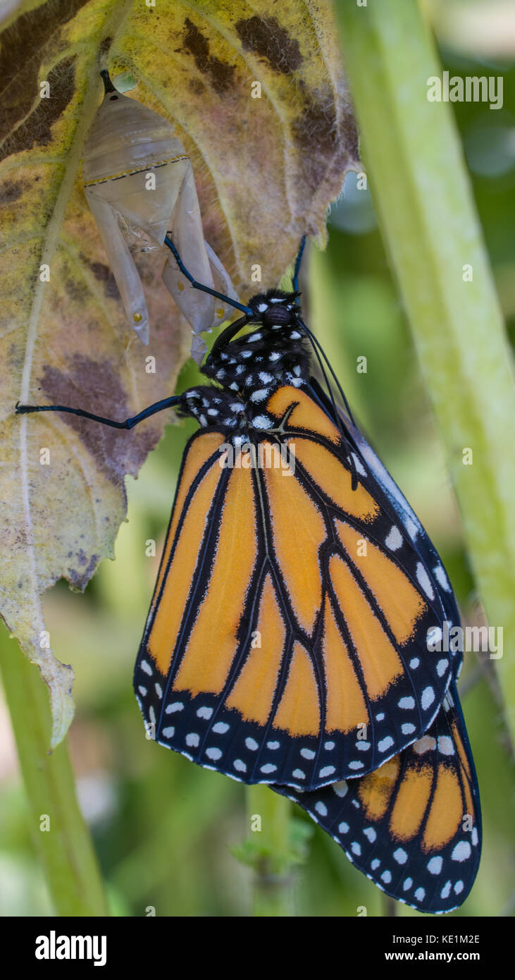 Papillon monarque juste éclos de sa coquille chrysalis Ontario, canada Banque D'Images