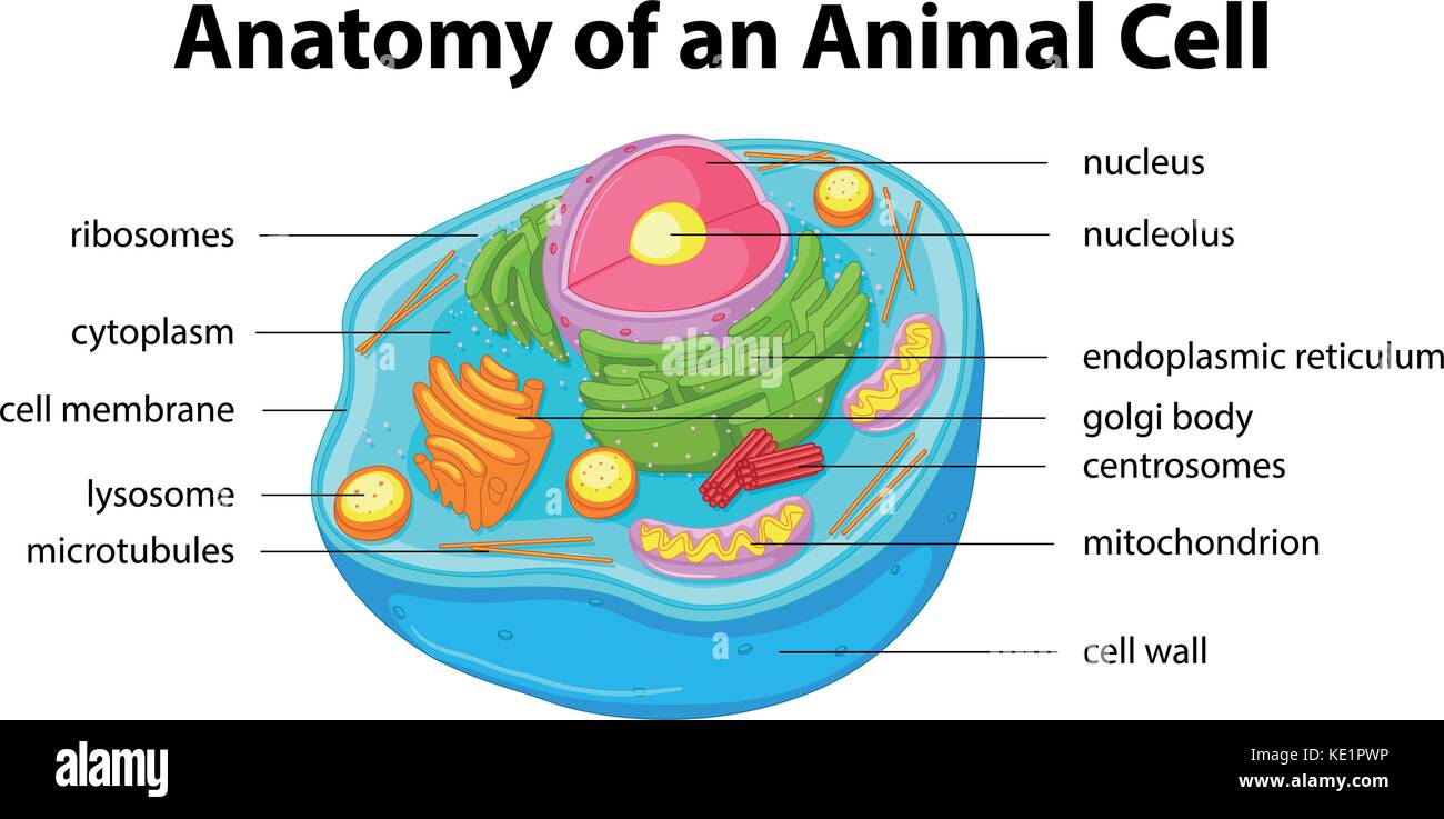 Schéma de l'anatomie de l'illustration de cellules animales Illustration de Vecteur