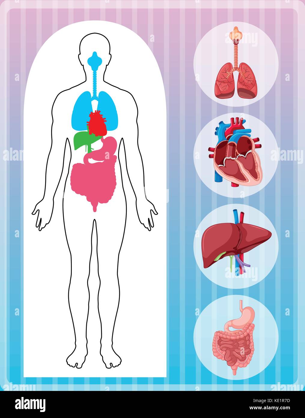 L'anatomie humaine avec de nombreux organes illustration Illustration de Vecteur