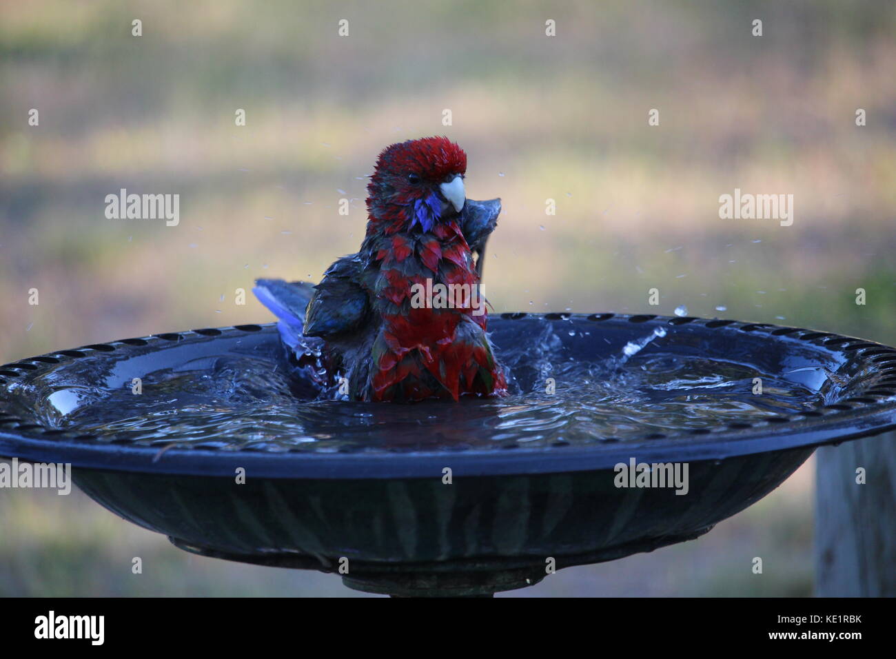 Crimson Rosella Platycercus elegans en gucci (Gucci), l'Australie du Sud Banque D'Images