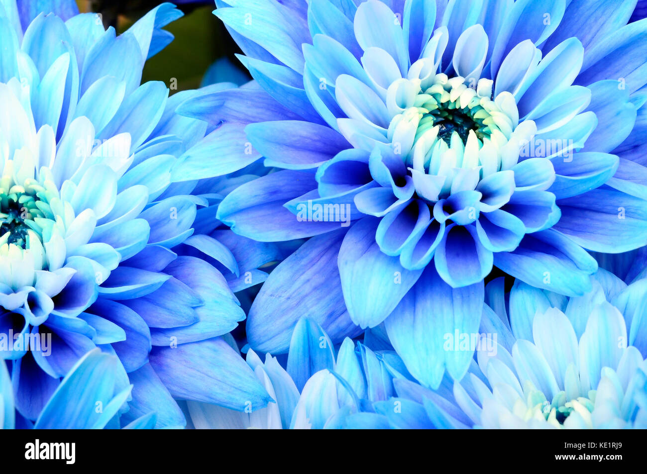 Fleurs bleu : fond bleu f, pétales et pistils fleur coeur blanc d'Aster pour le fond ou la texture Banque D'Images
