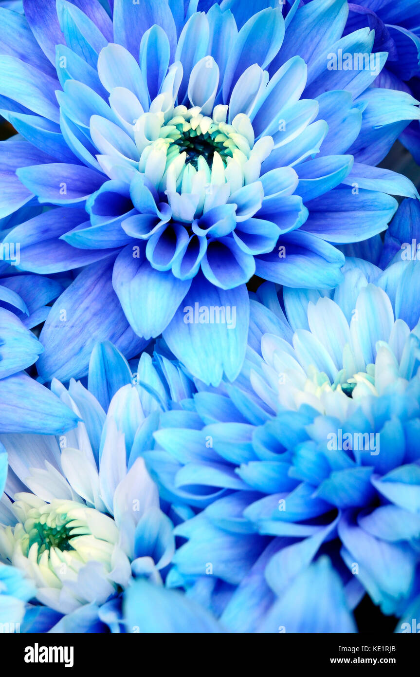 Blue Flowers background : bleu, blanc et pistils pétales fleur coeur d'Aster pour le fond ou la texture Banque D'Images
