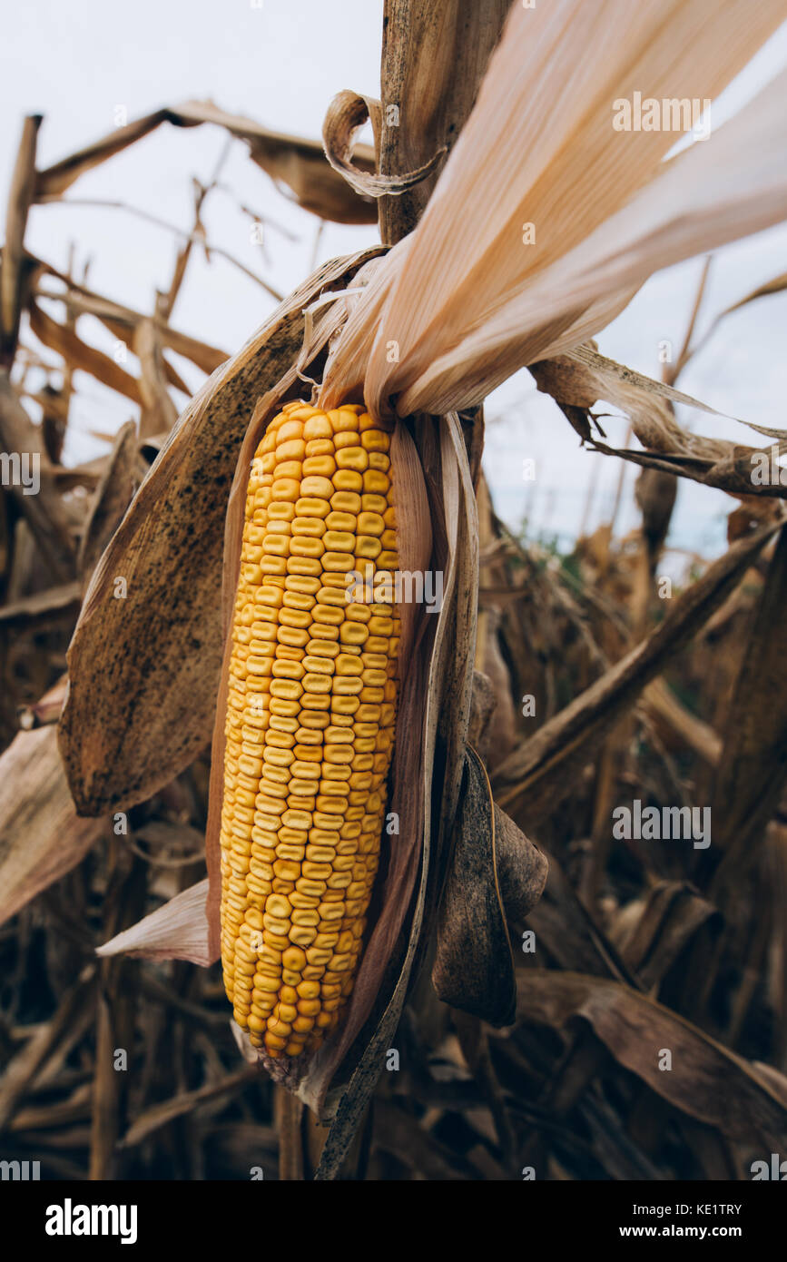 Venu de l'oreille jaune des épis de maïs dans les champs agricoles cultivées Banque D'Images