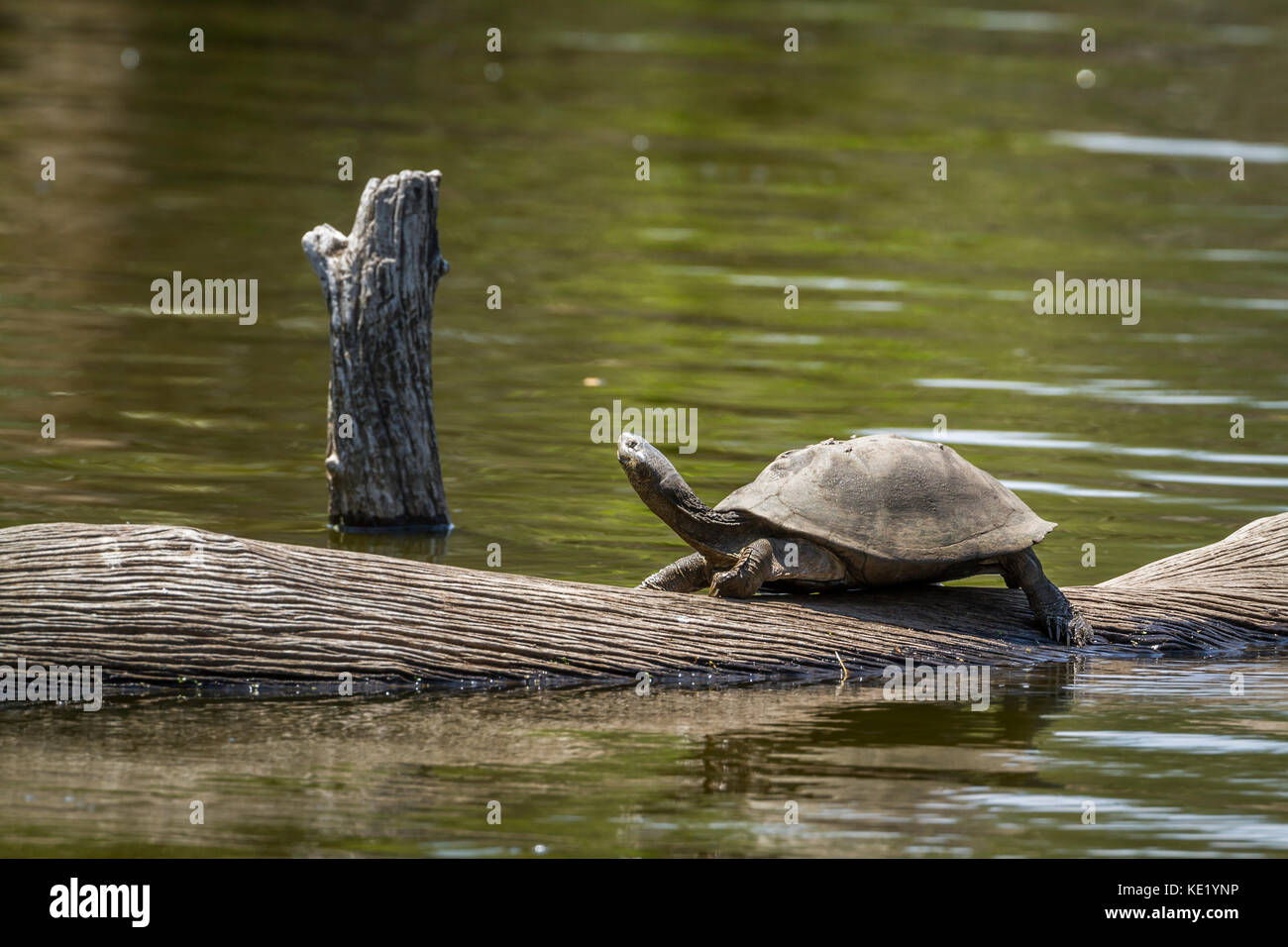 Incliner tortue dans le parc national Kruger, Afrique du Sud ; espèce chersina angulata famille des Testudinidae Banque D'Images