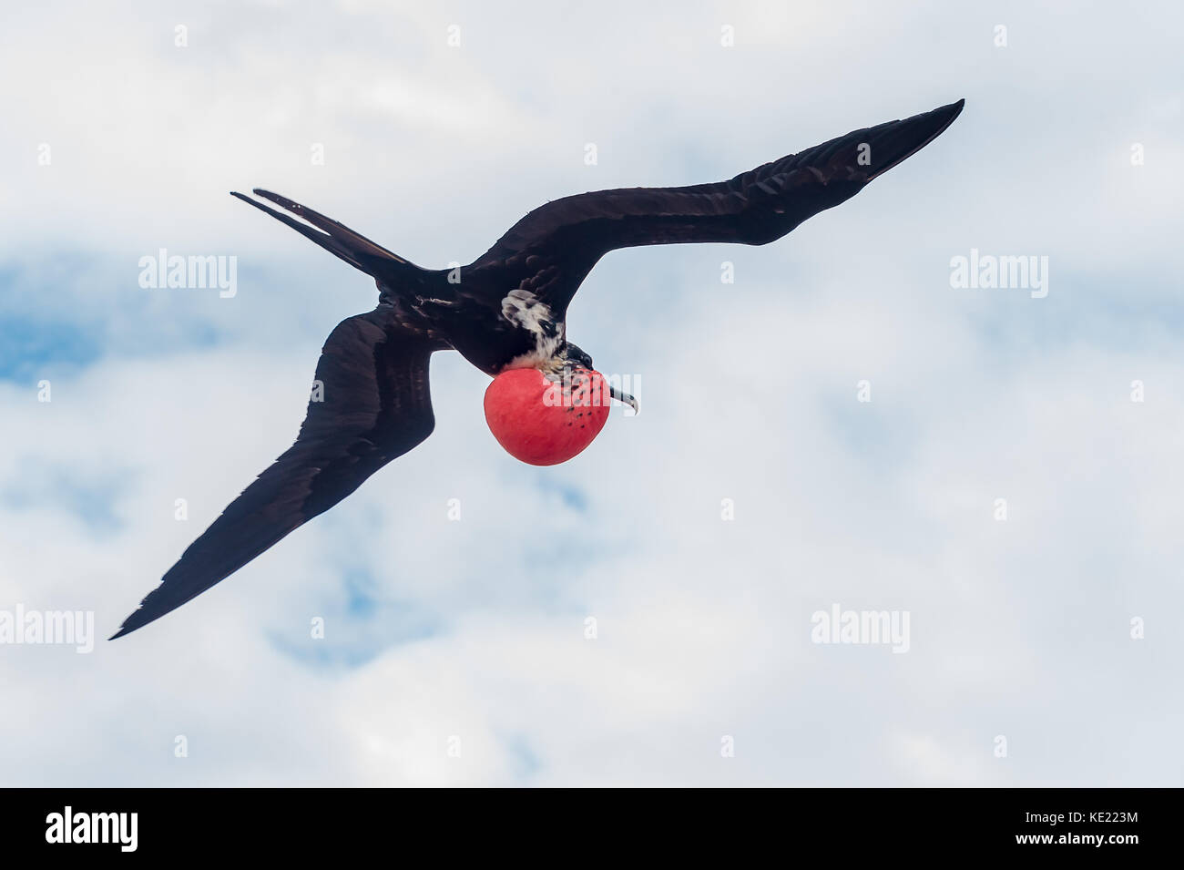 Frégate Superbe Oiseau En Vol îles Galapagos Le Rouge