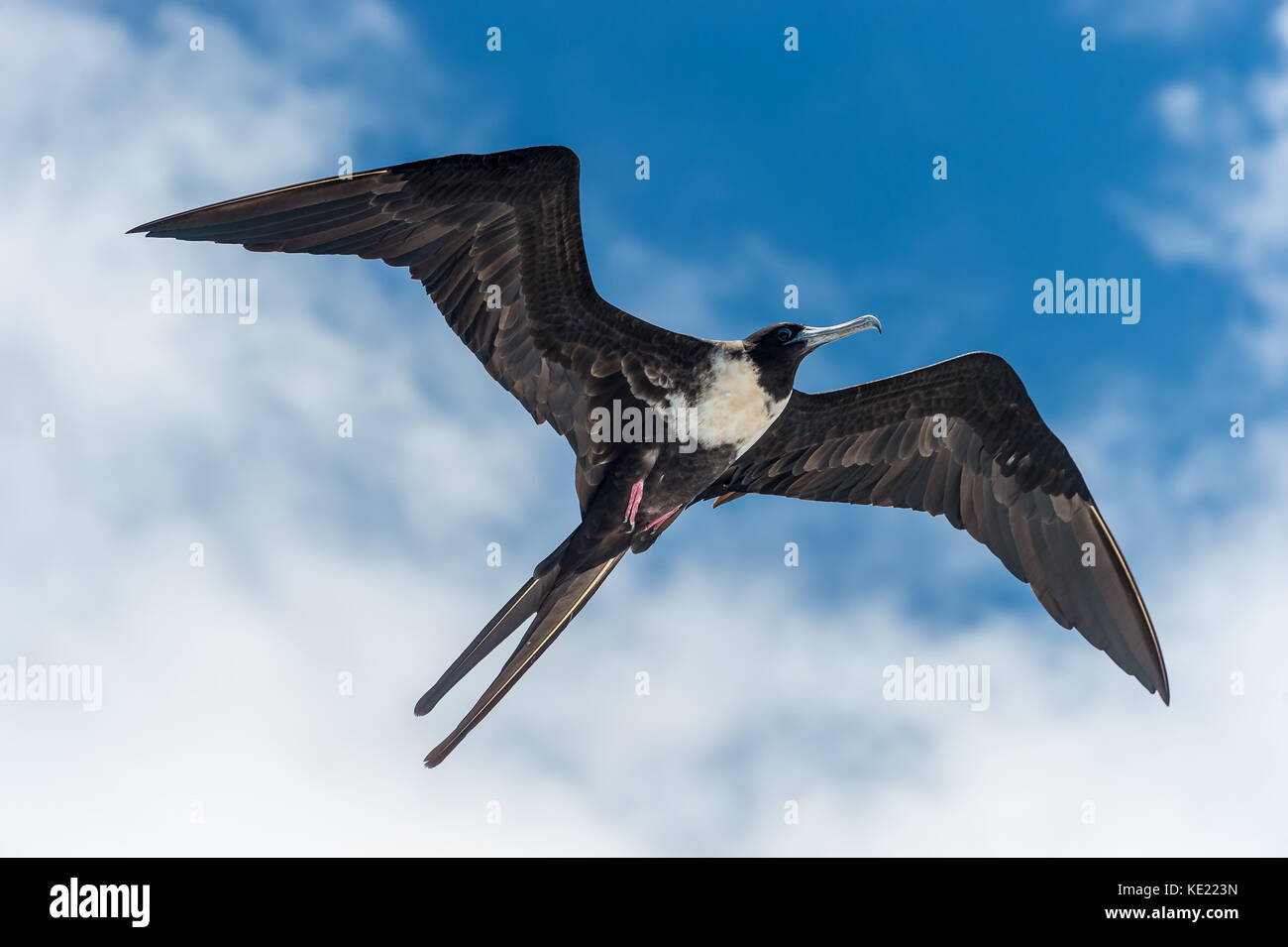 Fregate Grand Oiseau En Vol Iles Galapagos Photo Stock Alamy