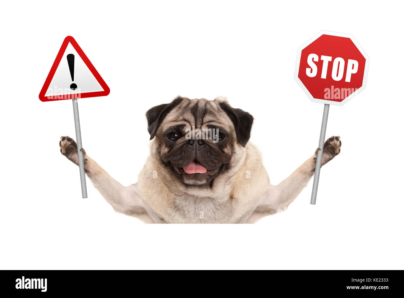 Pug dog smiling holding up et d'arrêt rouge signe d'exclamation isolé sur fond blanc Banque D'Images