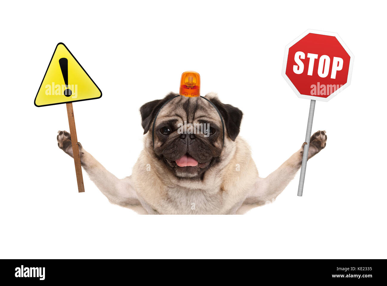 Pug dog smiling holding up stop rouge et d'exclamation jaune, signe avec orange gyrophare sur la tête, isolé sur fond blanc Banque D'Images