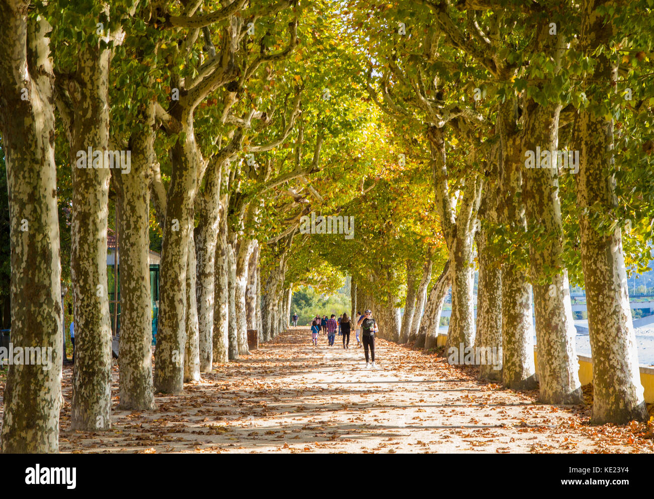 Un chemin bordé d'arbres à Coimbra Banque D'Images