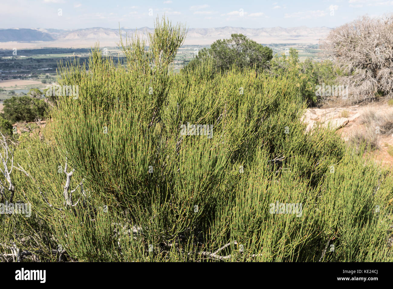 Mormon Tea Bush (Ephedra), désert du Sud-Ouest, États-Unis Banque D'Images