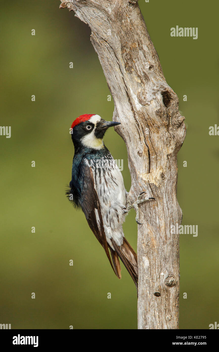 Woodpecker Melanerpes formicivorus Acorn Santa Rita Mountains, dans le comté de Santa Cruz, Arizona, united states 18 mai mâle adulte picidae Banque D'Images