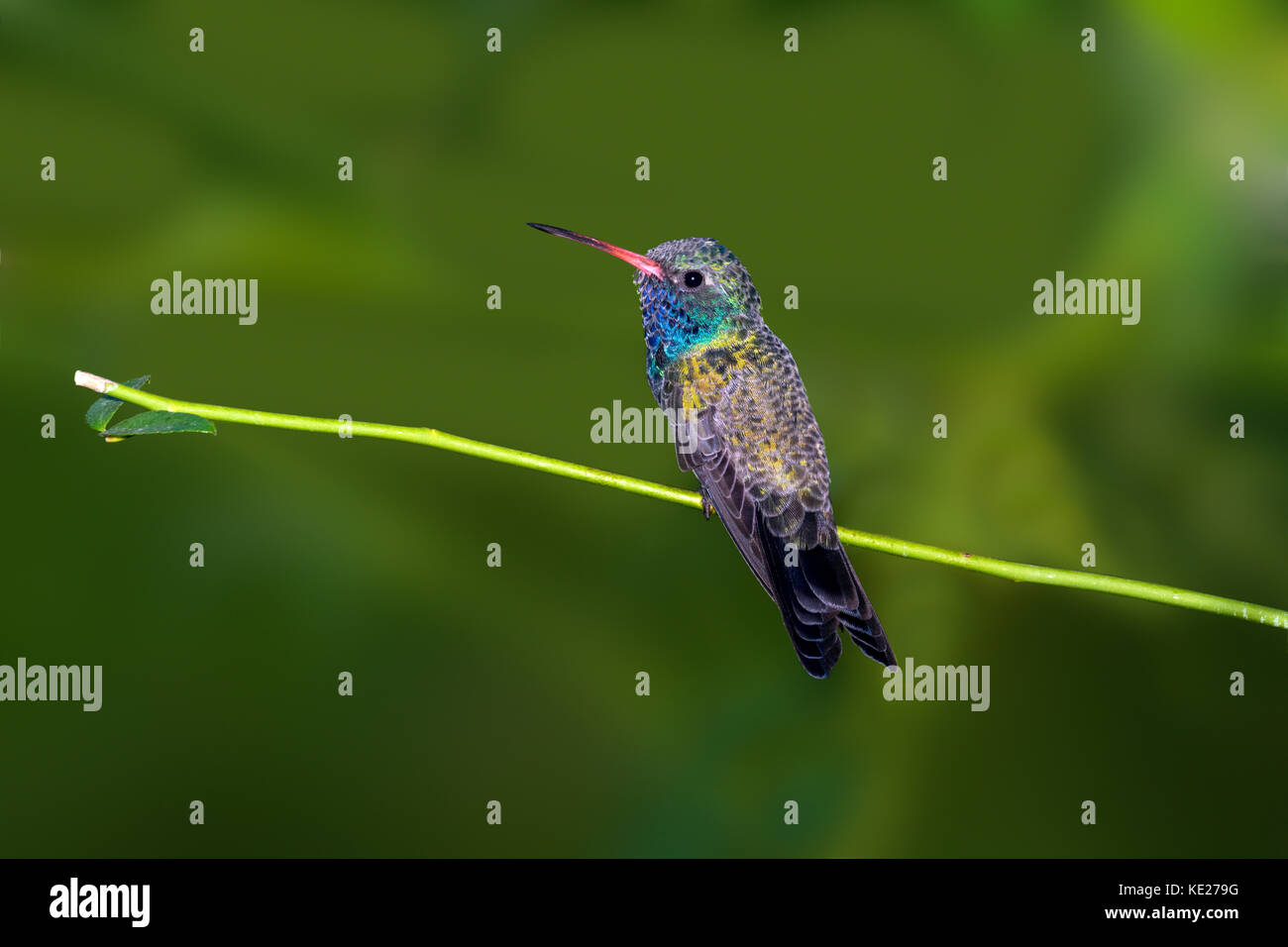 Large-billed hummingbird cynanthus latirostris tucson, comté de Pima, Arizona, united states 3 octobre 2017 trochilidae mâles adultes Banque D'Images