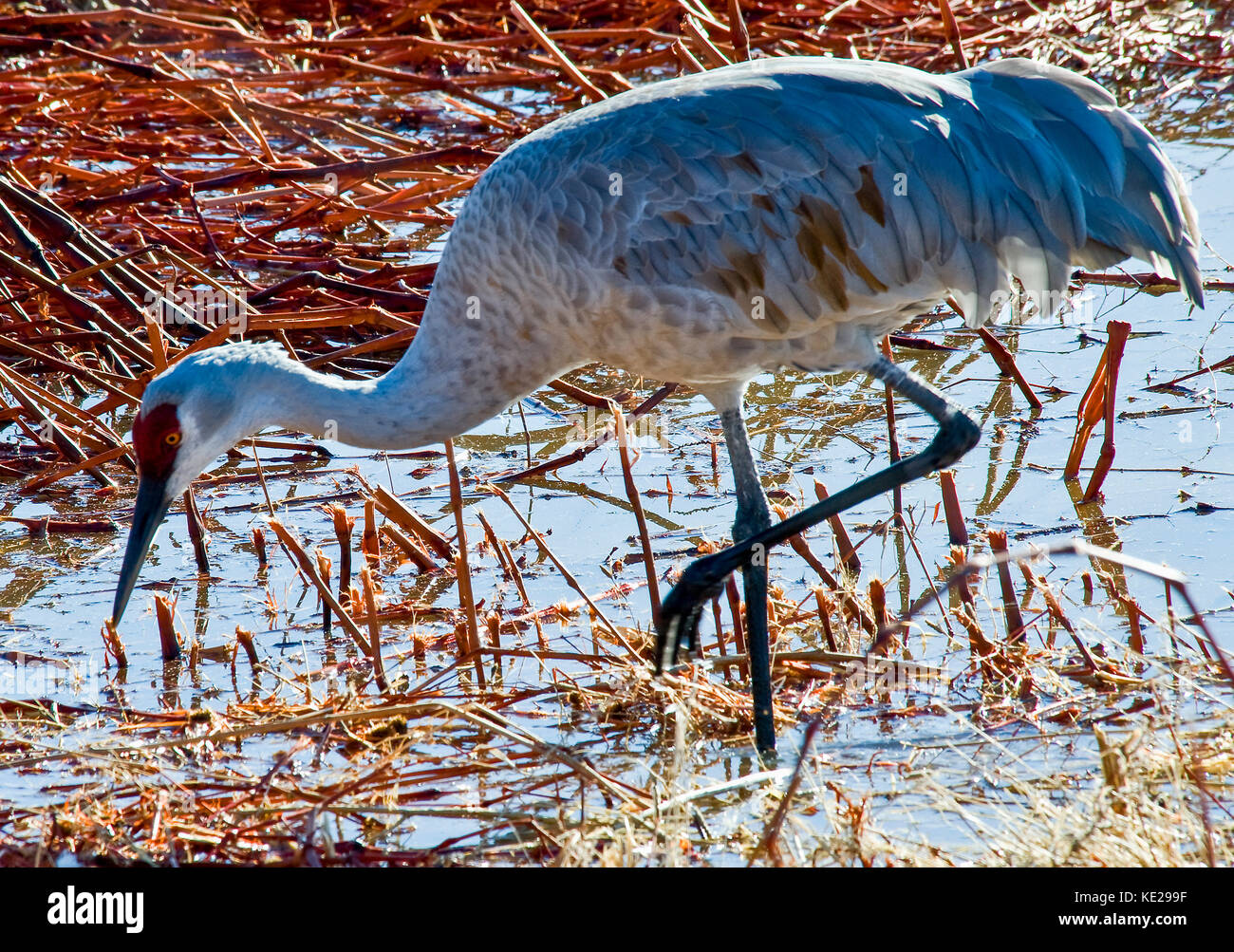 La grue du Bosque del Apache DANS D'ALIMENTATION National Wildlife Refuge Banque D'Images