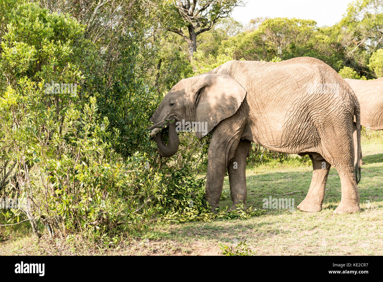 L'éléphant d'Afrique dans le Masai Mara, Kenya Banque D'Images