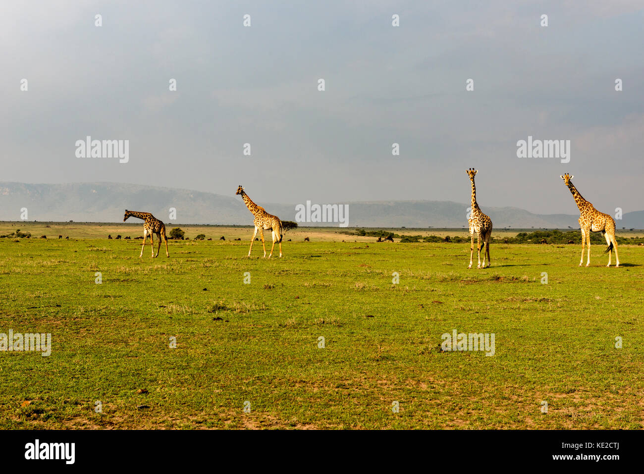 Girafe dans le Masai Mara, Kenya Banque D'Images
