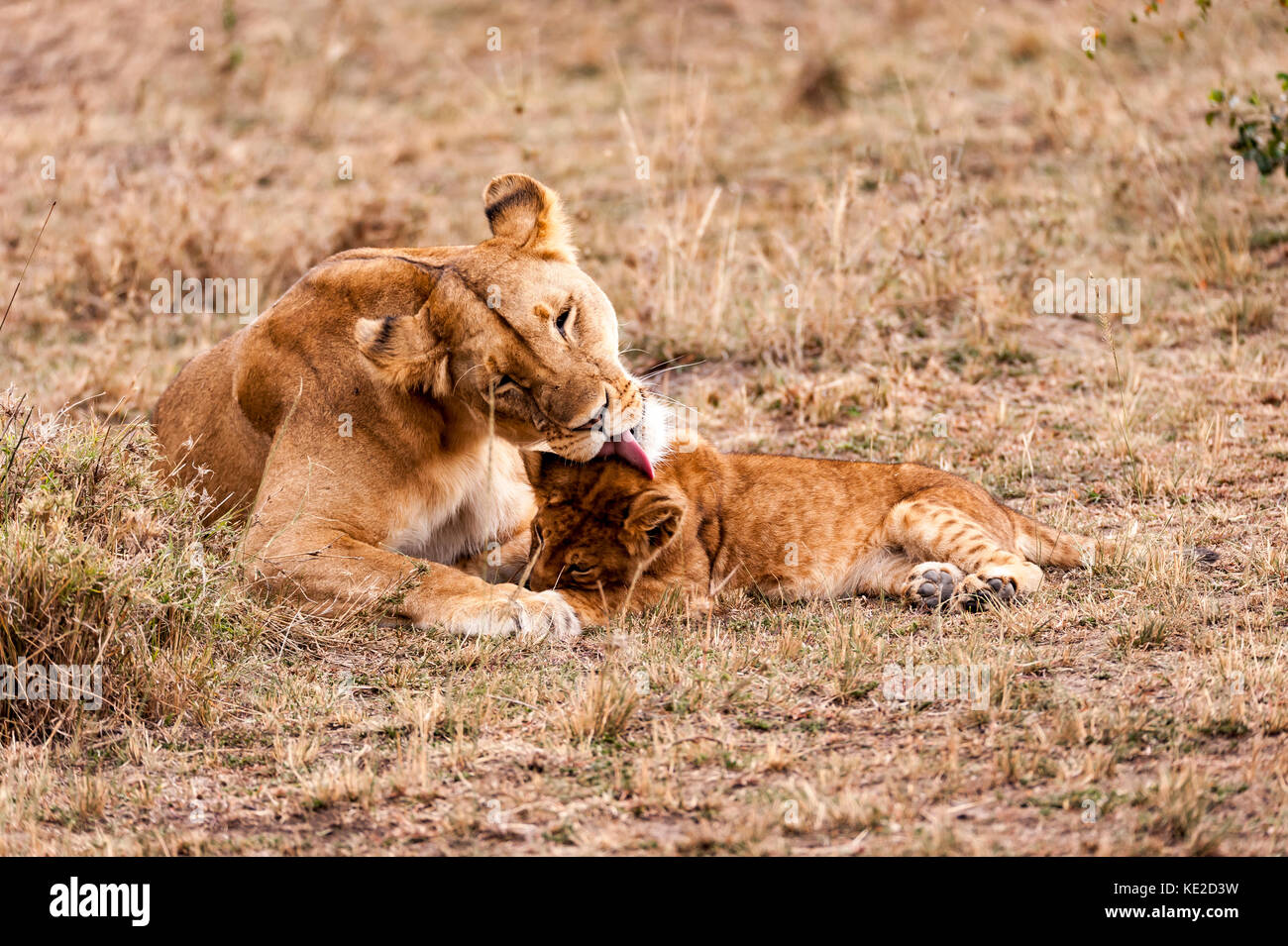 Lion féminin avec des petits dans le Mara Masai, Kenya Banque D'Images