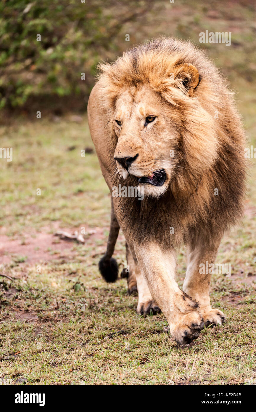 Lion mâle dans le Masai Mara, Kenya Banque D'Images