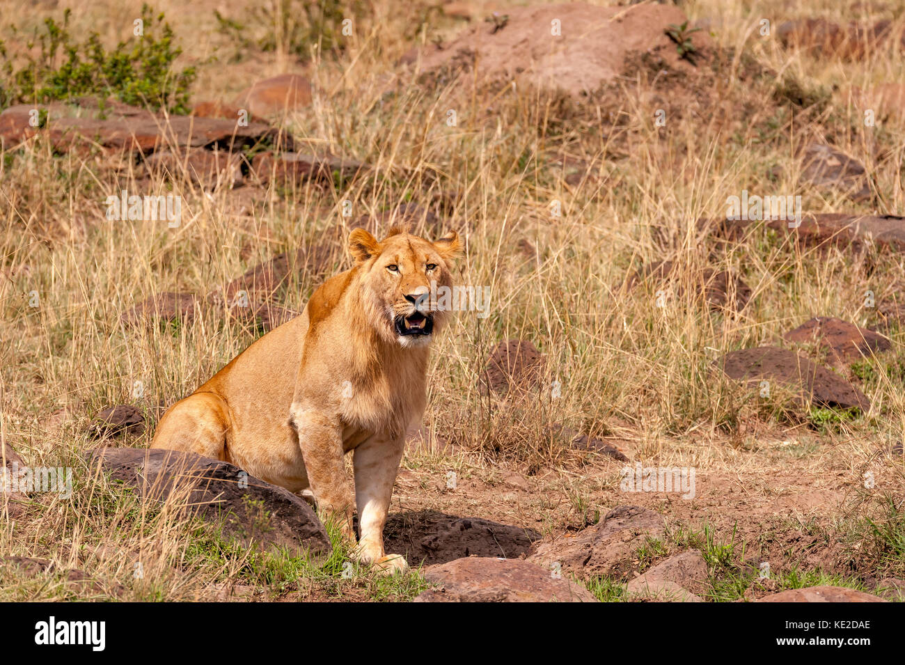 Lion dans la Masai Mara, Kenya Banque D'Images