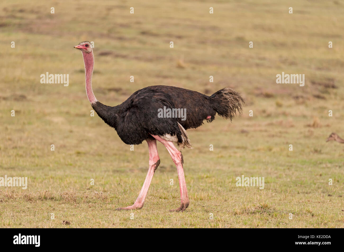 L'Ostrich commun dans le Masai Mara, Kenya Banque D'Images