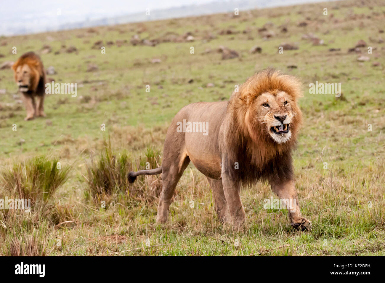 Lion mâle dans le Masai Mara, Kenya Banque D'Images